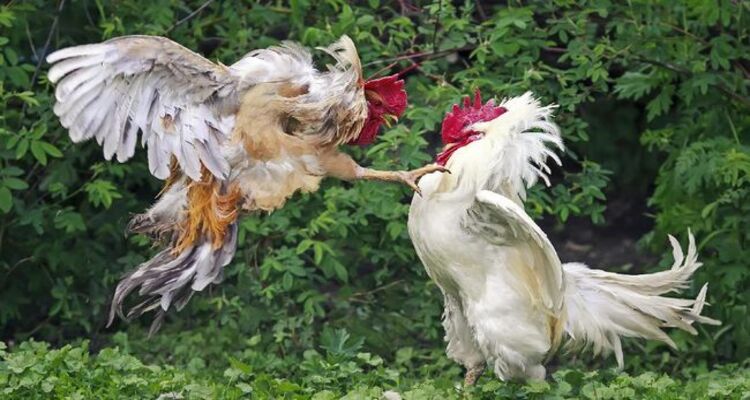 Kecurangan Dalam Permainan Sabung Ayam